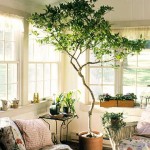 Indoor_Tree Indoor_Tree
