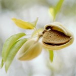 Did You Know: Almonds Boost Brain Power