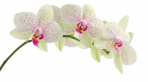 orchid