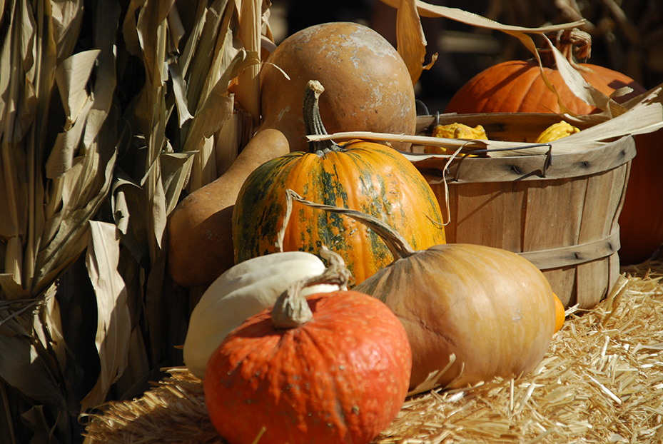 pumpkin-patch