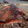 The Gulf Oil Spill