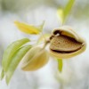 Did You Know: Almonds Boost Brain Power