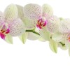 Flower Power: Orchid-Based Beauty