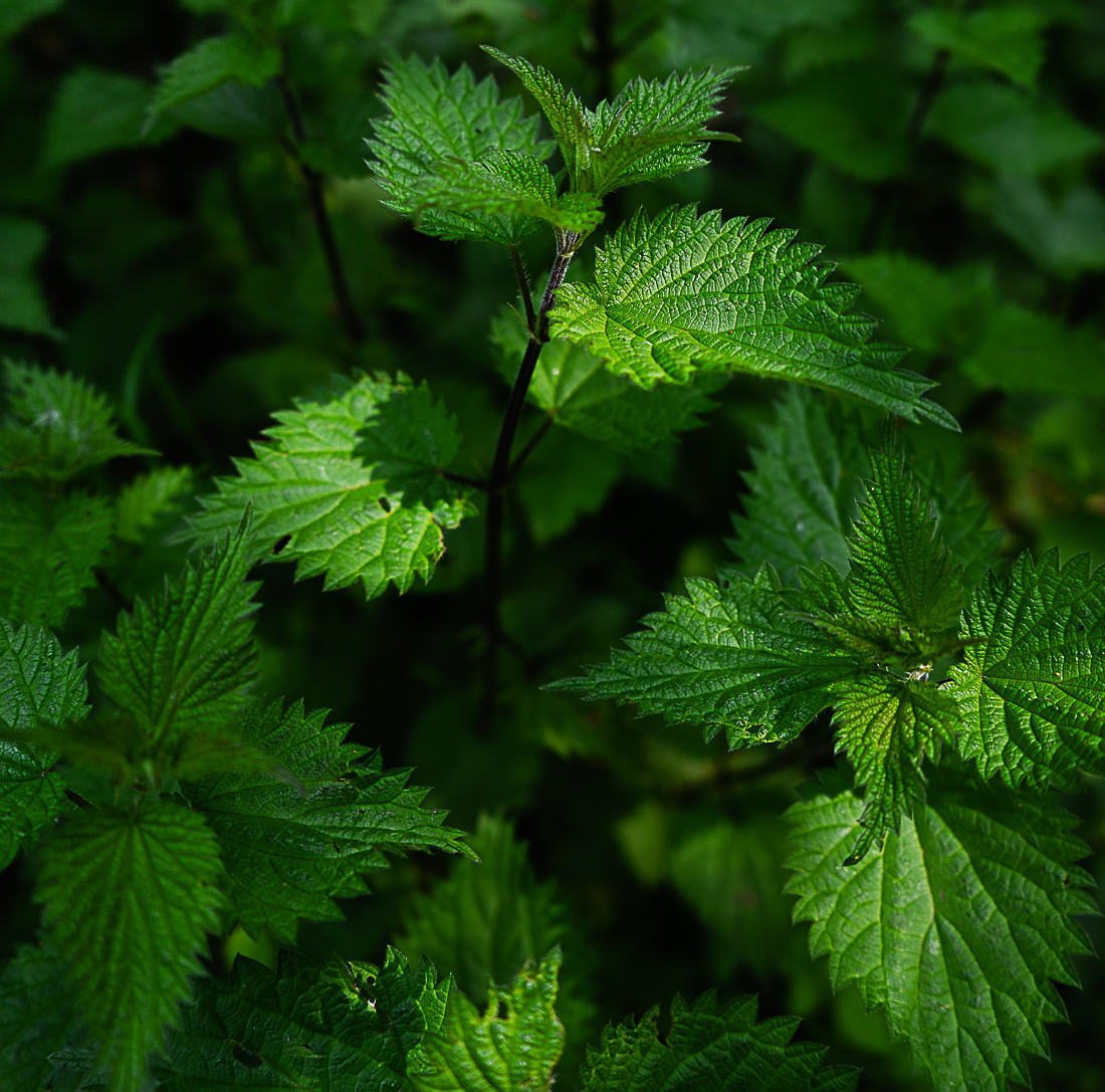 herbs-photo-matthew-feeney