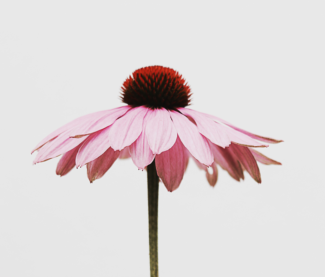 echinacea photo by kiki siepel