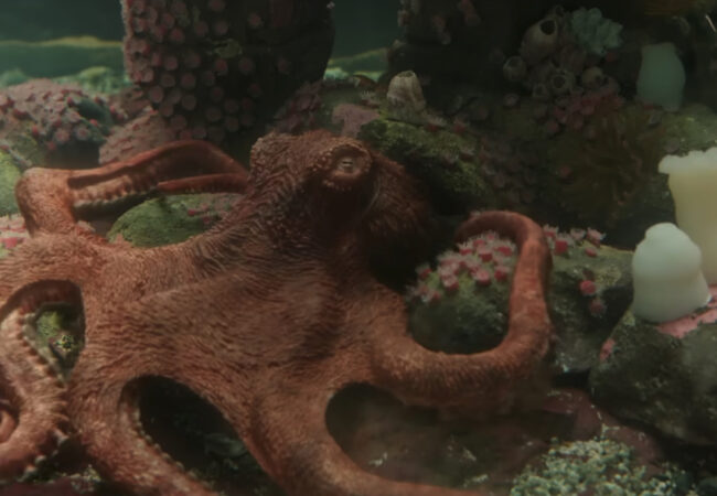 Remarkably Bright Creatures by Netflix  (AGENDA Review)